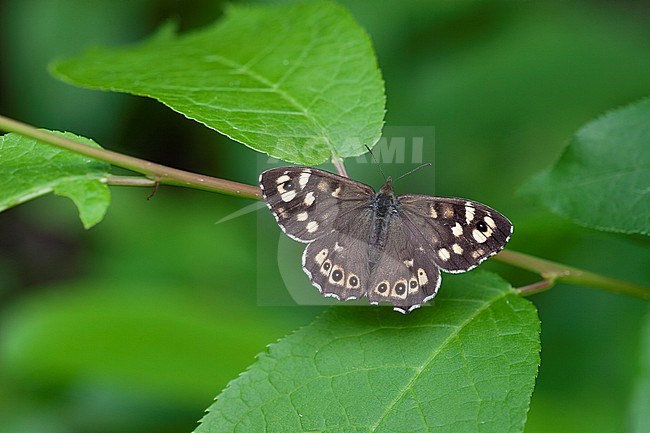 Speckled Wood, Pararge aegeria, in Finland. stock-image by Agami/Dick Forsman,