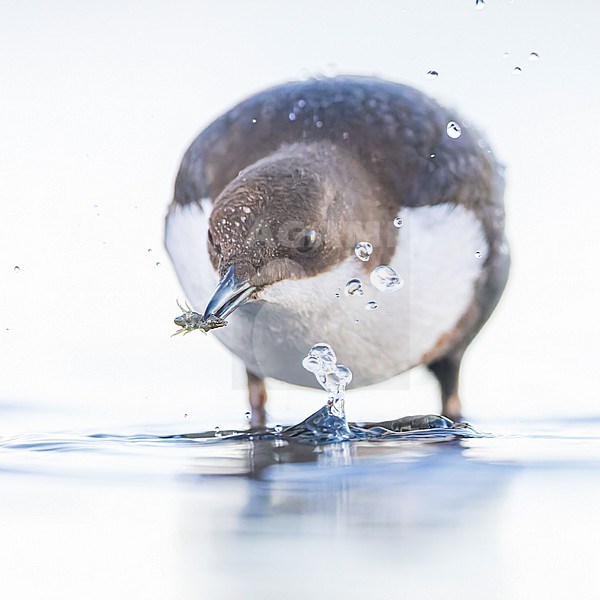 White-throated Dipper ssp cinlus (Cinclus cinclus cinclus, Black-bellied Dipper) stock-image by Agami/Lennart Verheuvel,