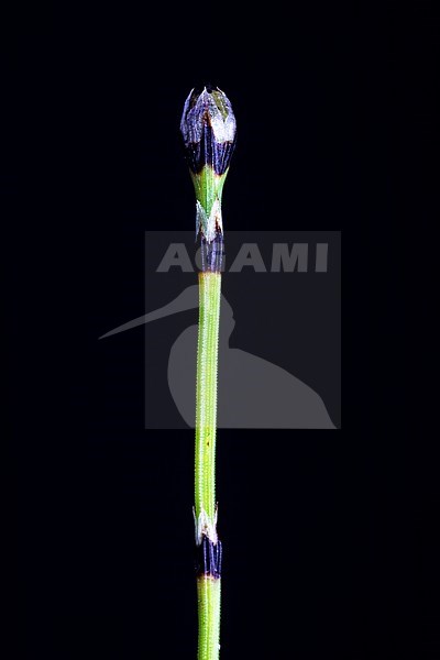 Sedge like horsetail, Equisetum scirpoides stock-image by Agami/Wil Leurs,