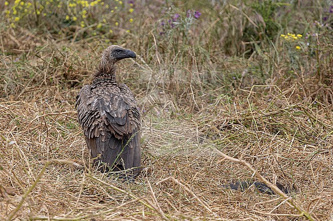 Juvenile African White-backed Vulture
(Gyps africanus) sitting in Jbel Moussa, Morocco. stock-image by Agami/Vincent Legrand,