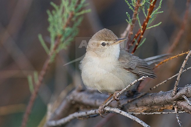 Syke's Warbler - Steppenspötter - Iduna rama, Kazakhstan stock-image by Agami/Ralph Martin,