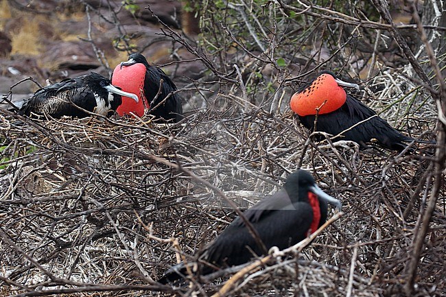 Colony of Great Frigatebirds (Fregata minor) on the Galapagos islands, Ecuador. Sitting on their nest in the colony. stock-image by Agami/Dani Lopez-Velasco,