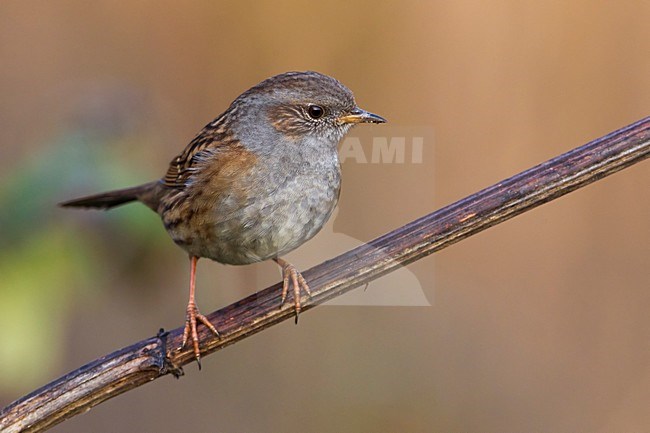 Heggemus; Dunnock stock-image by Agami/Daniele Occhiato,