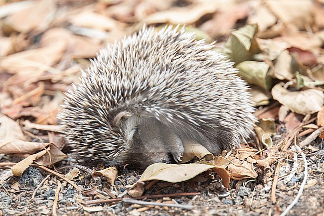 North African hedgehog (Atelerix algirus) sleeping and coiled up on the ground, with leaves producing a brown background, in Fuerteventura, Canary islands. stock-image by Agami/Sylvain Reyt,