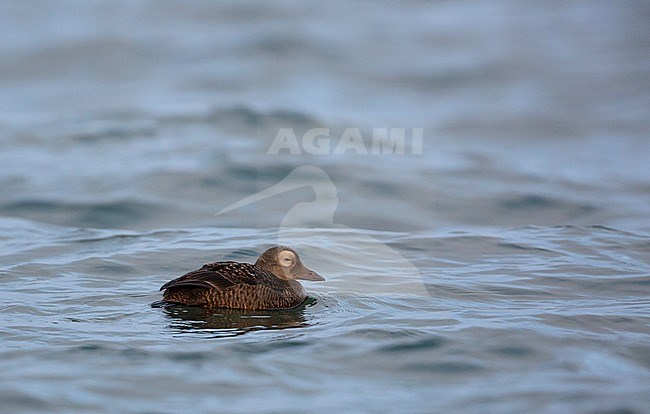 First-winter male Spectacled Eider (Somateria fischeri) bobbing in the surf of Point Barrow in Alaska, USA, during autumn. stock-image by Agami/Edwin Winkel,