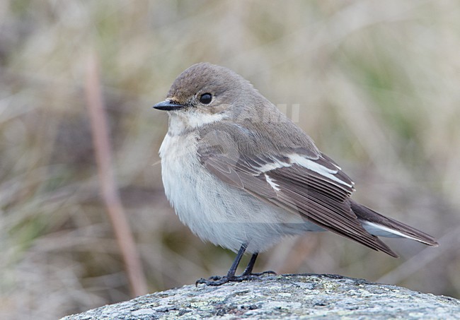 Vrouwtje Bonte Vliegenvanger; Female Pied Flycatcher stock-image by Agami/Markus Varesvuo,