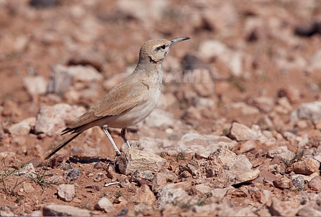 Witbandleeuwerik in halfwoestijn; Greater Hoopoe-Lark in semi desert stock-image by Agami/Markus Varesvuo,