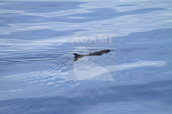 Dwarf Sperm Whale, Kogia sima stock-image by Agami/Pete Morris,