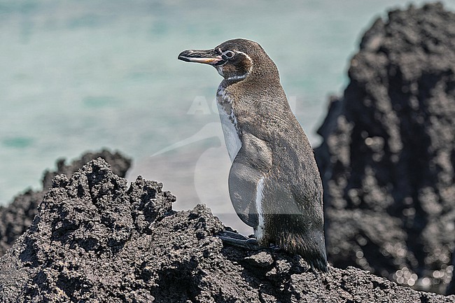 Galapagos penguin (Spheniscus mendiculus) on the Galapagos Islands, part of the Republic of Ecuador. The only penguin found north of the equator. stock-image by Agami/Pete Morris,