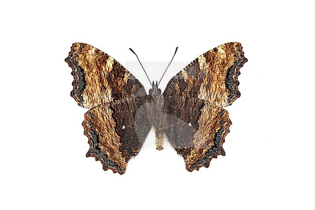 Large Tortoiseshell, Grote vos, Nymphalis polychloros stock-image by Agami/Wil Leurs,