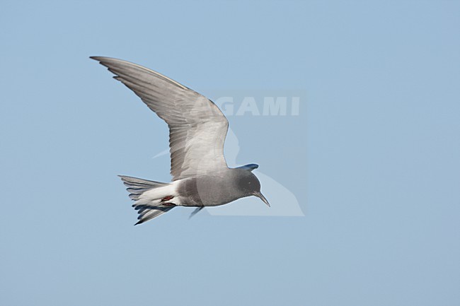 Vliengede Zwarte Stern. Flying Black Tern stock-image by Agami/Ran Schols,