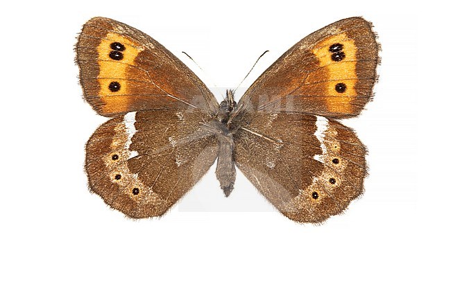Arran Brown, Boserebia , Erebia ligea stock-image by Agami/Wil Leurs,