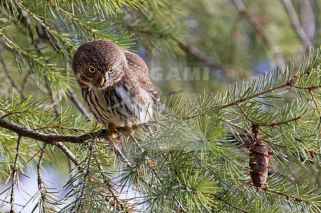 A Northern Pygmy Owl giving away close up views sitting on a pine branch near Salmon Arm, British Colombia, Canada stock-image by Agami/Jacob Garvelink,