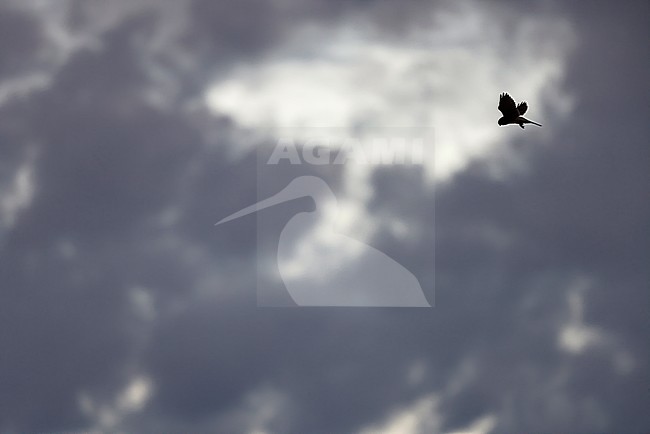 Common Kestrel in dark clouds stock-image by Agami/Chris van Rijswijk,