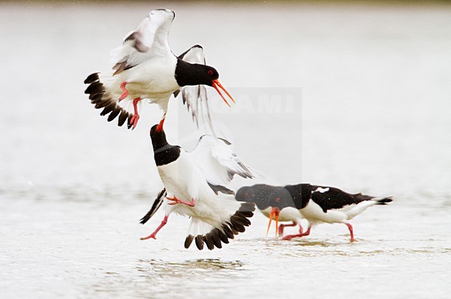 Scholeksters vechtend; Eurasian Oystercatchers fighting stock-image by Agami/Menno van Duijn,