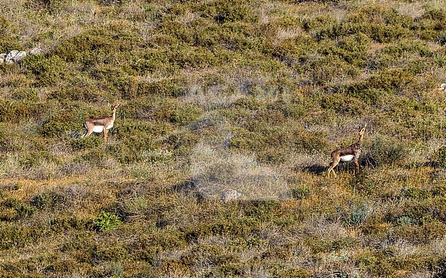 Mountain Gazella sitting in Lahav Reserve, Lahav, Israel. April 12, 2013. stock-image by Agami/Vincent Legrand,