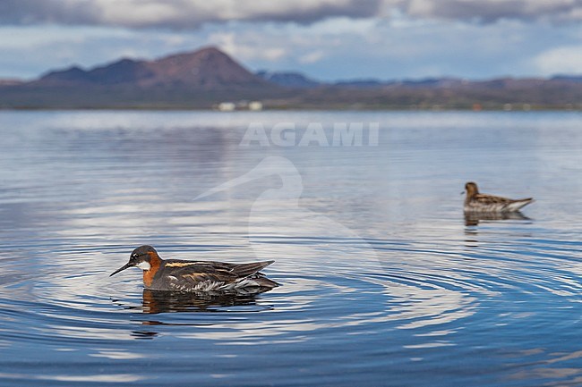 Red-necked Phalarope (Phalaropus lobatus), adult female and a far male in a lake stock-image by Agami/Saverio Gatto,