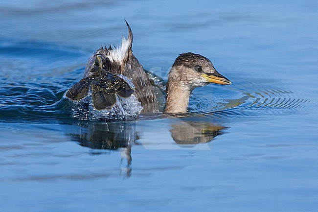 Little Grebe (Tachybaptus ruficollis), side view of an individual in winter plumage alarming in the water, Campania, Italy stock-image by Agami/Saverio Gatto,