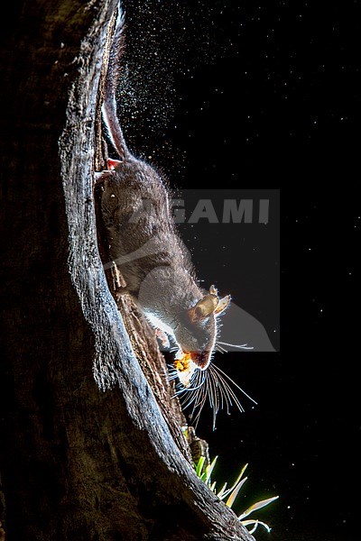 Garden Dormouse (Eliomys quercinus) during the night near Madrid in Spain. stock-image by Agami/Oscar Díez,