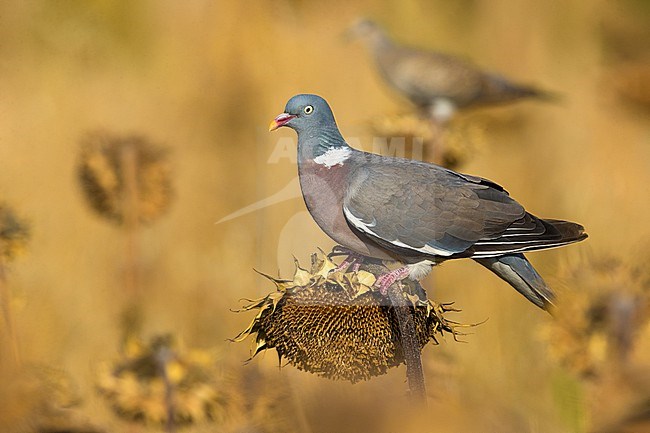 Common wood pigeon (Columba palumbus) in Italy. Perched on a sunflower. stock-image by Agami/Daniele Occhiato,