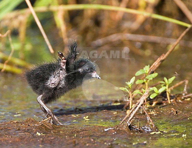 Kuiken van het Porseleinhoen; Chick of Spotted Crake stock-image by Agami/Marc Guyt,