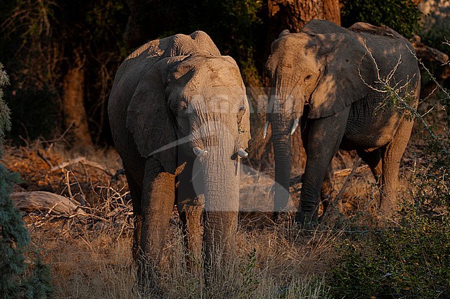 Sunlight highlights elephants walking in a dry river bed. Skeleton Coast, Kunene, Namibia. stock-image by Agami/Sergio Pitamitz,