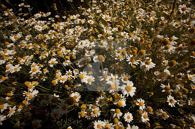 Bloeiende Kamille, Flowering Chamomile stock-image by Agami/Wil Leurs,