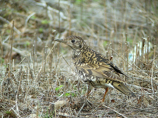 Adult White's Thrush (Zoothera aurea) during spring on Heuksan Do in South Korea. stock-image by Agami/Aurélien Audevard,