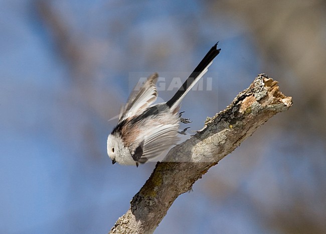 Staartmees in Japan; Long-tailed Tit in Japan stock-image by Agami/Marc Guyt,