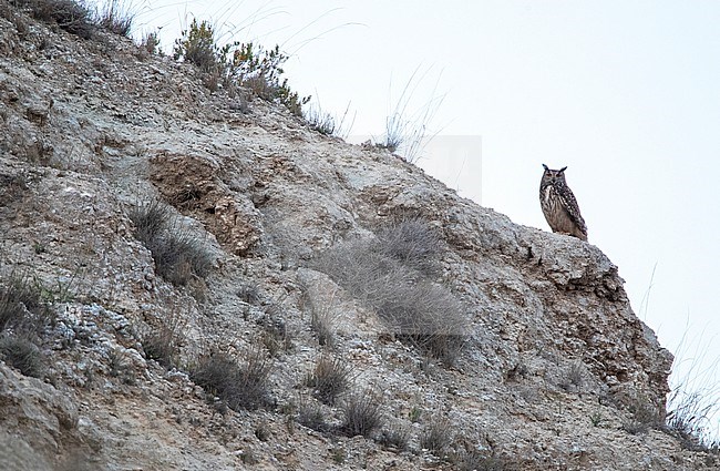 Eurasian Eagle Owl (Bubo bubo) near Belchite in Spain. stock-image by Agami/Marc Guyt,