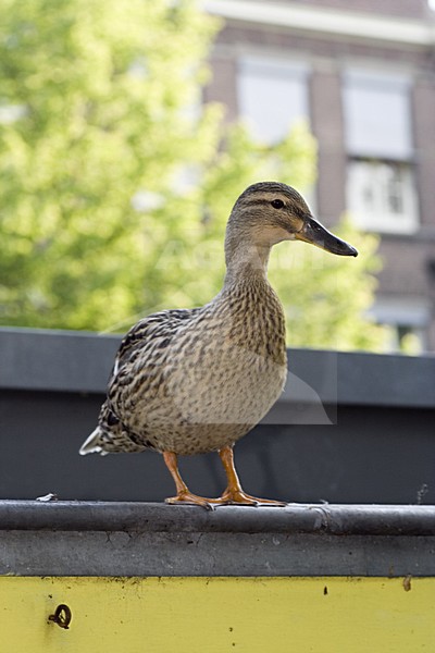 Mallard female perched on boat; Wilde Eend vrouw zittend op dak woonboot Amsterdam stock-image by Agami/Marc Guyt,