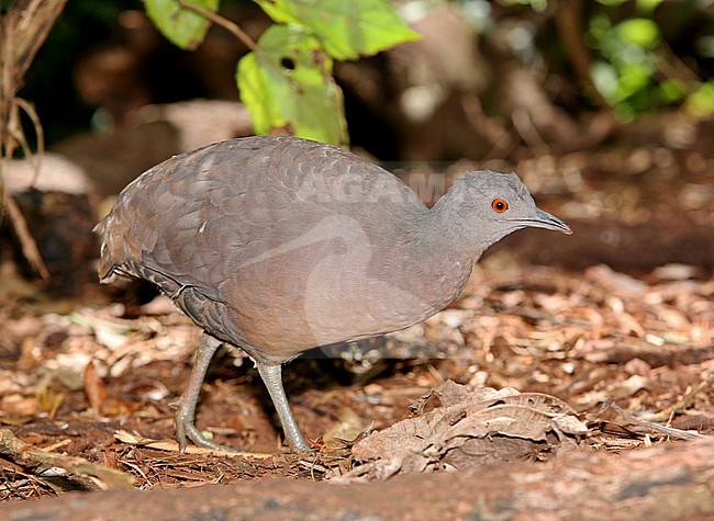 Brown Tinamou at Parque das Aves, Foz do Iguazu, Brazil stock-image by Agami/Tom Friedel,