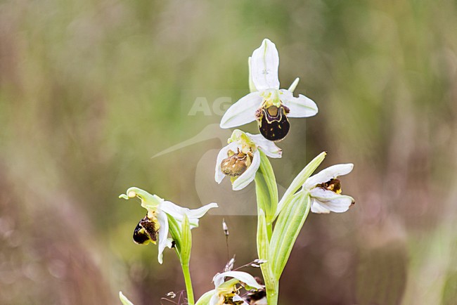 Hommel orchis, Late Bee Orchid, Ophrys holoserica stock-image by Agami/Rob Riemer,