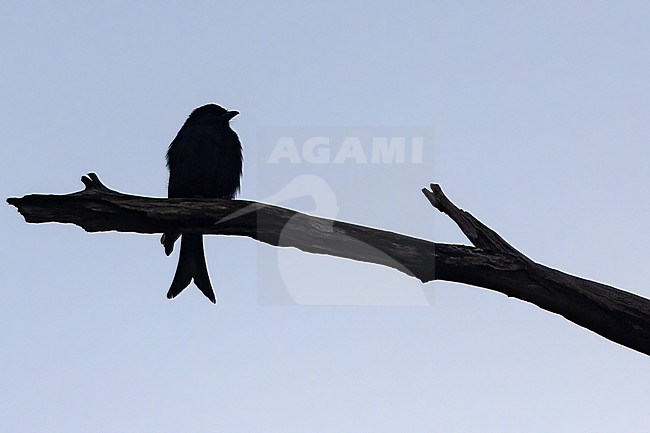 Fork-tailed Drongo (Dicrurus adsimilis) in Tanzania. stock-image by Agami/Dubi Shapiro,