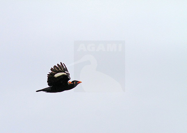 Enggano hill myna, Gracula religiosa enganensis, on Sumatra, Indonesia. Sometimes split from Common hill myna. stock-image by Agami/Pete Morris,