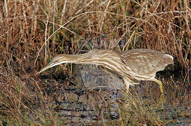 American Bittern (Botaurus lentiginosus) at Cape May, New Jersey in USA. Hunting in open marshland. stock-image by Agami/Helge Sorensen,