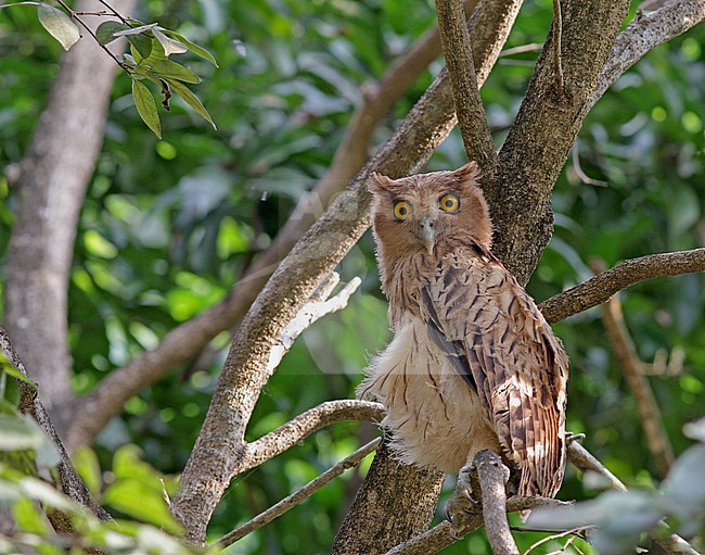 Philippine Eagle-Owl (Ketupa philippensis) in the Philippines. stock-image by Agami/Pete Morris,