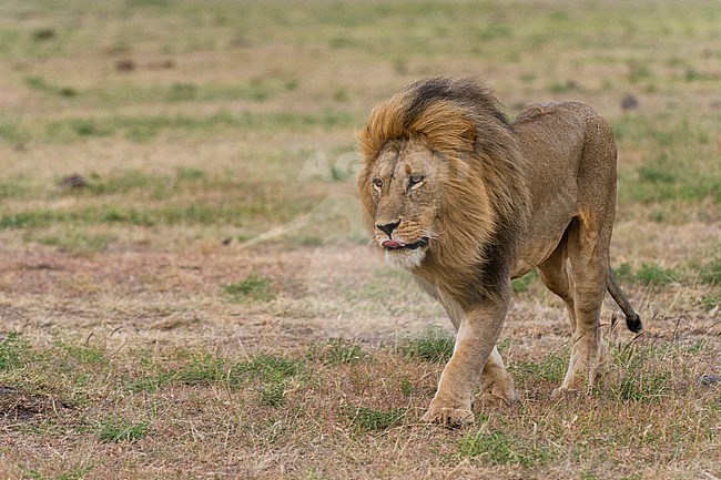 A male lion, Panthera leo, walking at Masai Mara National Reserve. Masai Mara National Reserve, Kenya, Africa. stock-image by Agami/Sergio Pitamitz,