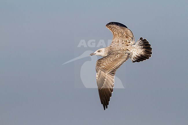 Yellow-legged Gull - MIttelmeermöwe - Larus michahellis ssp. michahellis, Germany, 1st W stock-image by Agami/Ralph Martin,