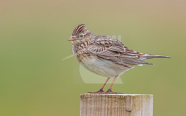 Male Eurasian Skylark (Alauda arvensis arvensis) perched on a post in North Ronaldsay Airport, Orkney, Scotland, United Kingdom. stock-image by Agami/Vincent Legrand,