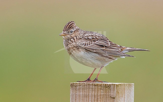 Male Eurasian Skylark (Alauda arvensis arvensis) perched on a post in North Ronaldsay Airport, Orkney, Scotland, United Kingdom. stock-image by Agami/Vincent Legrand,