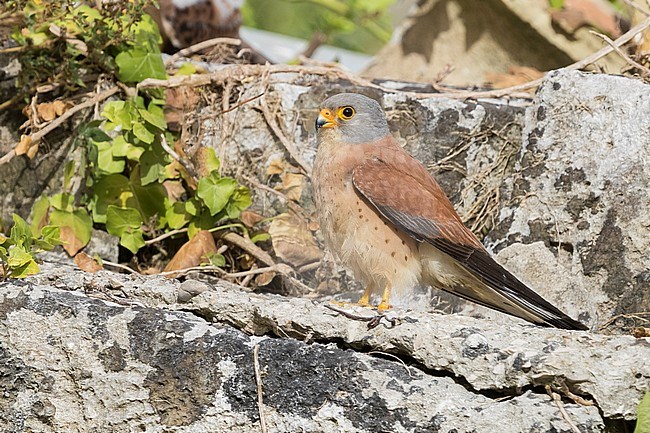 Lesser Kestrel (Falco naumanni), adult male standing on a rock in Matera stock-image by Agami/Saverio Gatto,