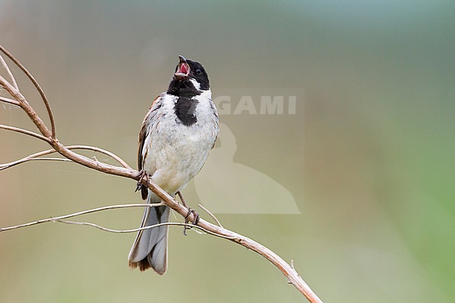 Reed Bunting - Rohrammer - Emberiza schoeniclus ssp. stresemanni, Hungary, adult male stock-image by Agami/Ralph Martin,