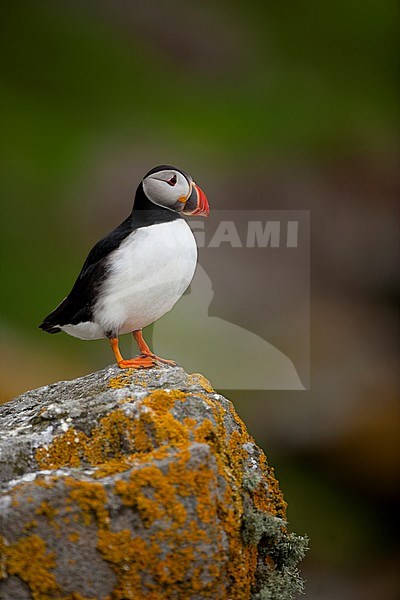 Papegaaiduiker op een klif, Atlantic Puffin on a cliff top. stock-image by Agami/Danny Green,