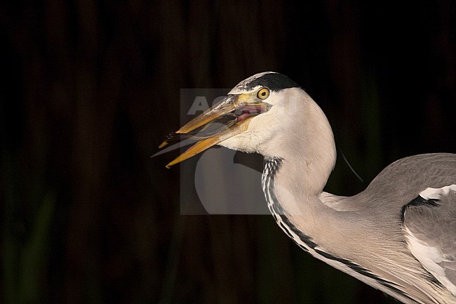 Blauwe Reiger met vis in bek; Grey Heron with fish in beak stock-image by Agami/Marc Guyt,
