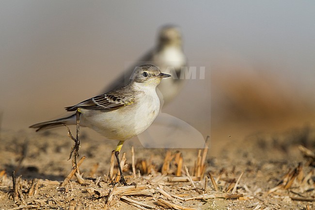 Black-headed Wagtail (Motacilla feldegg), Oman stock-image by Agami/Ralph Martin,