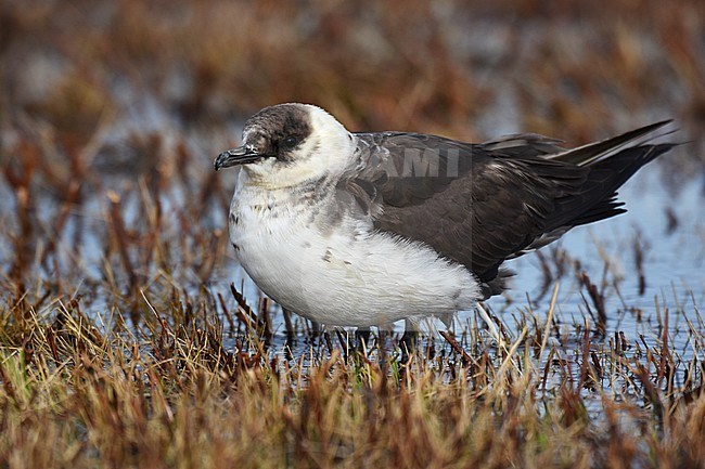 Arctic Skua (Stercorarius parasiticus) adult moulting to winter plumage stock-image by Agami/Laurens Steijn,