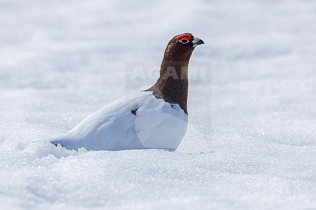 Willow Ptarmigan (Lagopus lagopus), side view of an adult male standing on the ground covered in snow, Finnmark, Norway stock-image by Agami/Saverio Gatto,