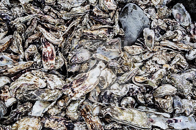 Empty shell of a Pacific Oyster stock-image by Agami/Wil Leurs,