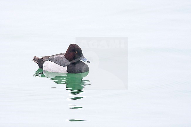 Hybrid Common Pochard x Tufted Duck (Aythya ferina x A. fuligula), Germany, adult male stock-image by Agami/Ralph Martin,